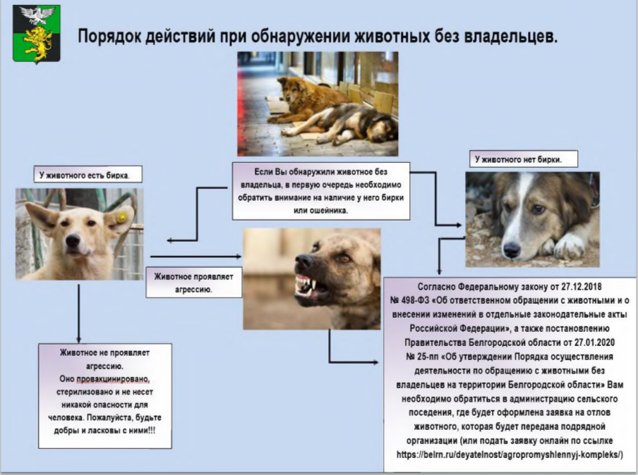 Порядок действий при обнаружении животных без владельцев.