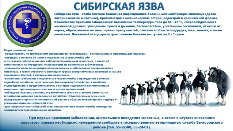 Сибирская язва. Сибирская язва.